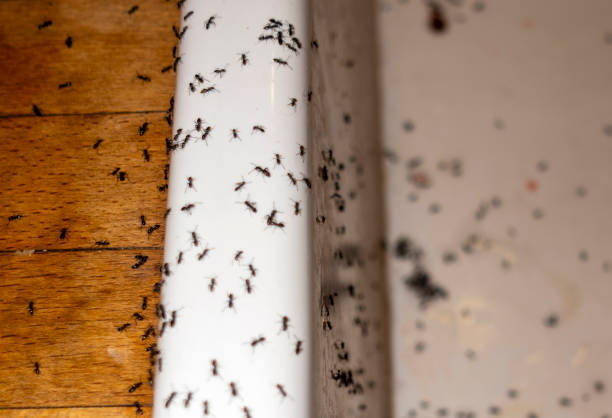 Best Emergency Pest Control  in Murphy, MO