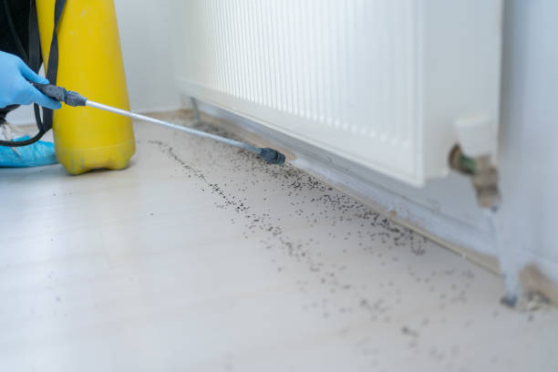 Best Pest Inspection Near Me  in Murphy, MO
