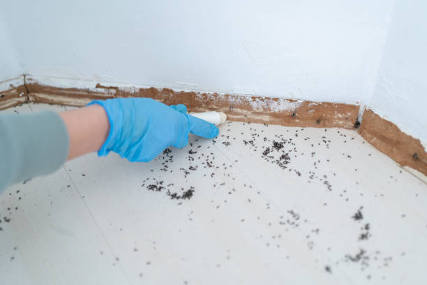 Best Rat Extermination Near Me  in Murphy, MO